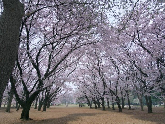 光が丘公園の桜 花見特集22