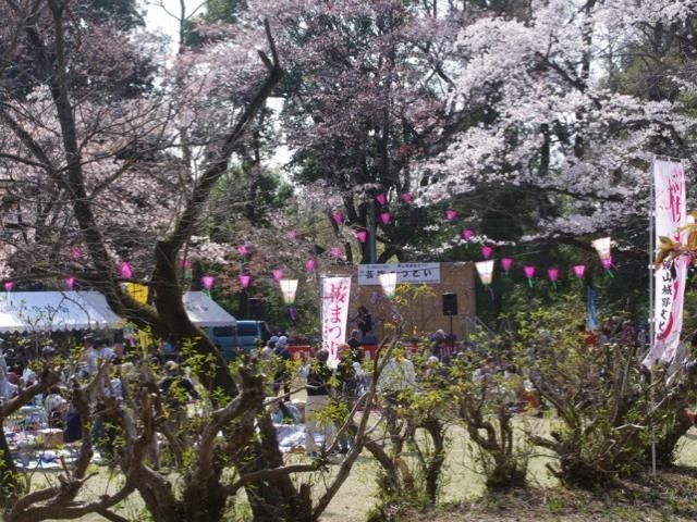 都立滝山自然公園の桜 花見特集22 都立滝山自然公園の桜 花見特集22