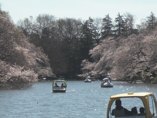 井の頭恩賜公園の桜 花見特集22