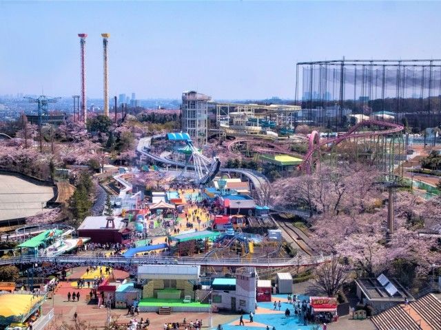 よみうりランドの桜 花見特集22