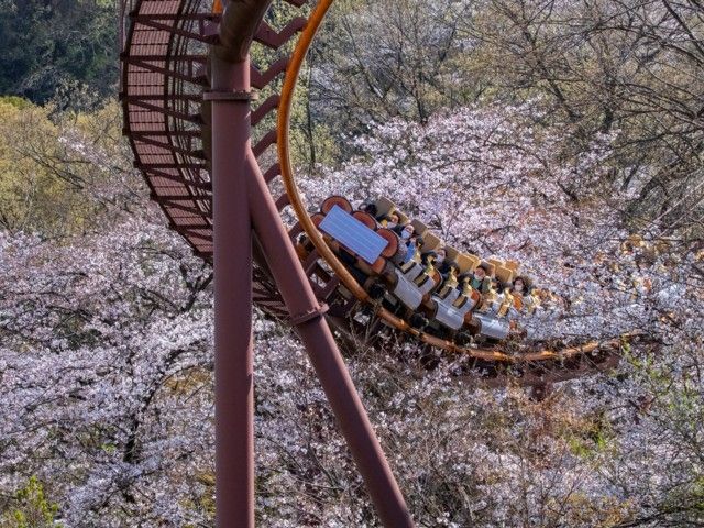 よみうりランドの桜 花見特集22