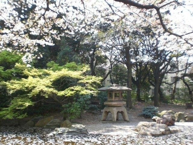 掃部山公園の桜 花見特集22