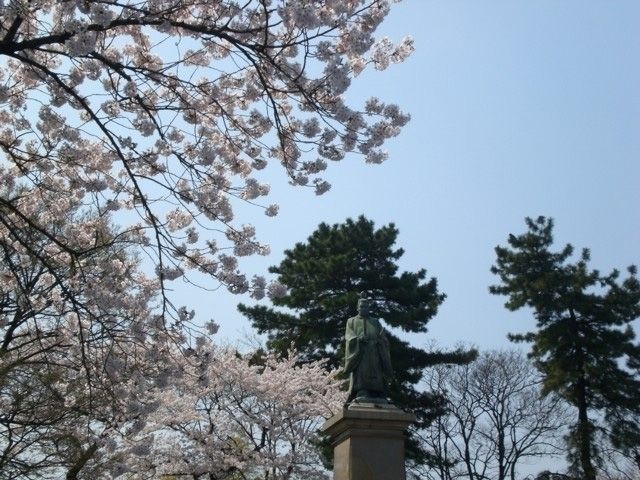 掃部山公園の桜 花見特集22