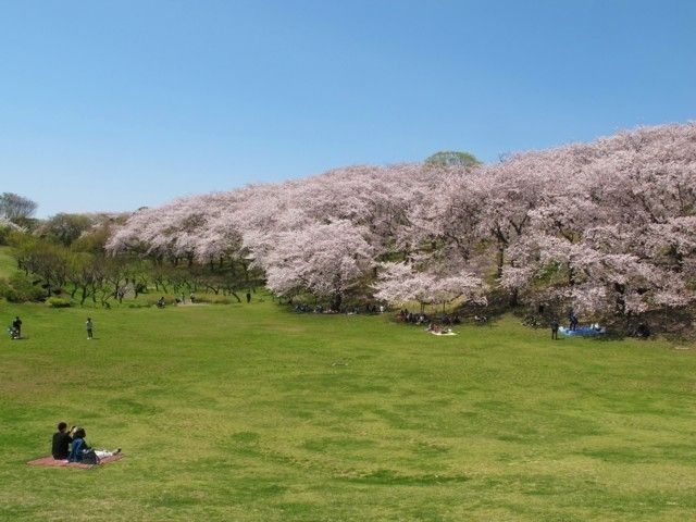 根岸森林公園の桜 花見特集22