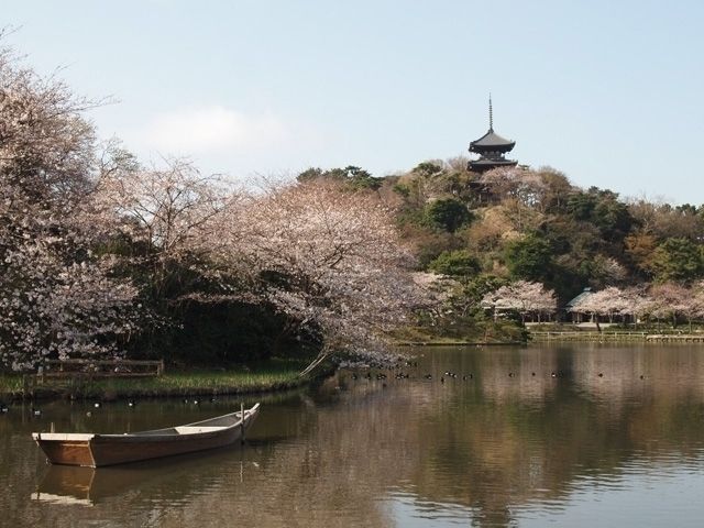 油絵 風景画 神奈川三渓園の枝垂れ桜【4月】P10 | www.bwabullets.com