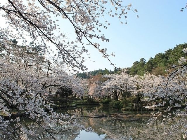 村松公園の桜 花見特集22