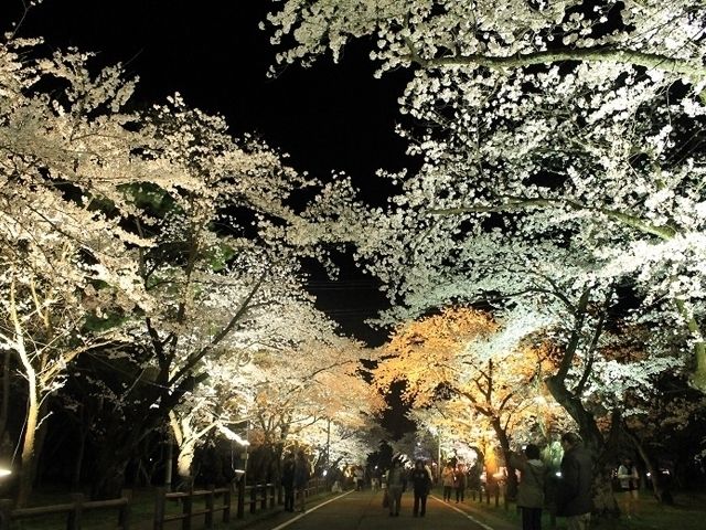 村松公園の桜 花見特集22