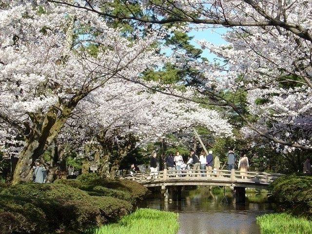 兼六園の桜 花見特集22