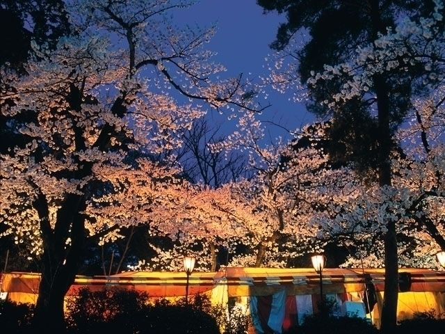 兼六園の桜 花見特集22