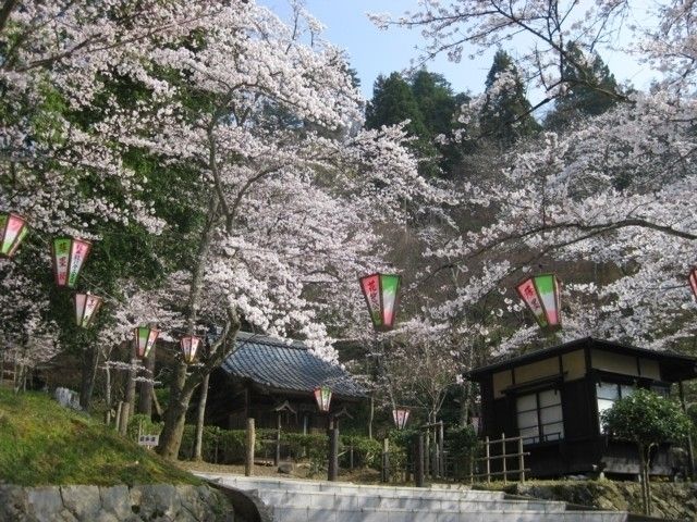 花筐公園の桜 花見特集22