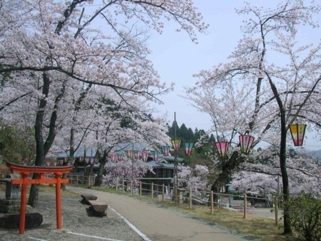 花筐公園の桜 花見特集22