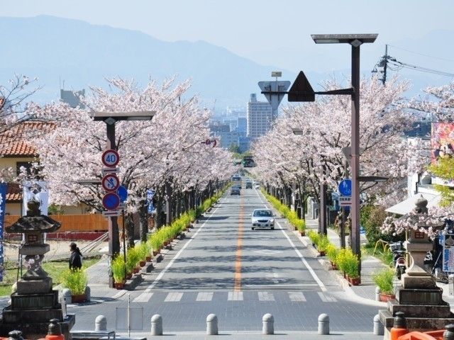 武田通りの桜 花見特集22