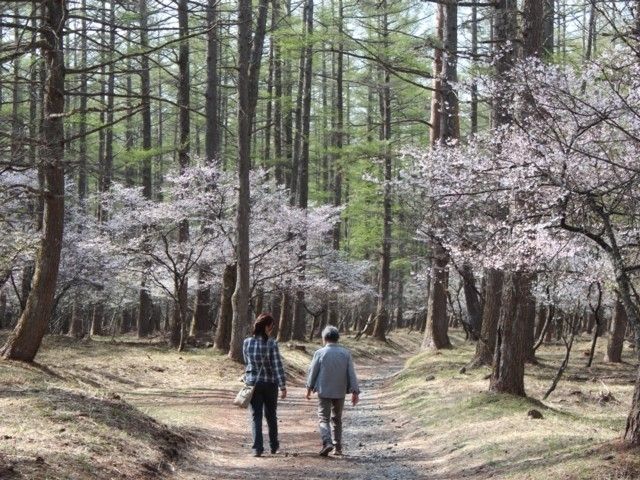 富士山吉田口登山道中ノ茶屋エリアの桜 花見特集22