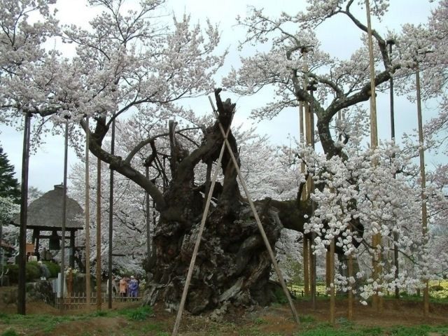 山高神代桜 花見特集22