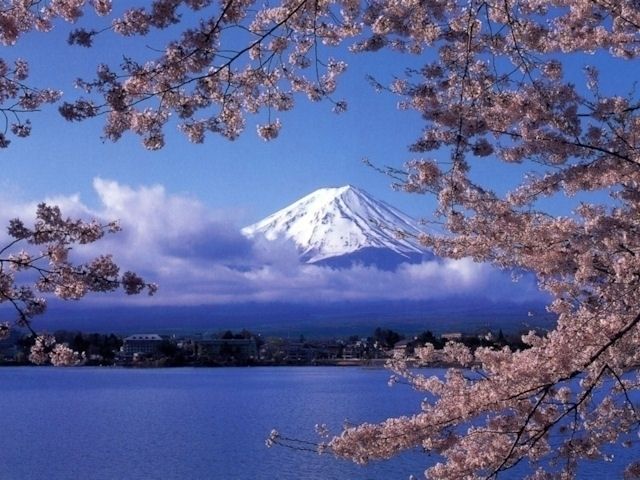 河口湖畔の桜 花見特集22