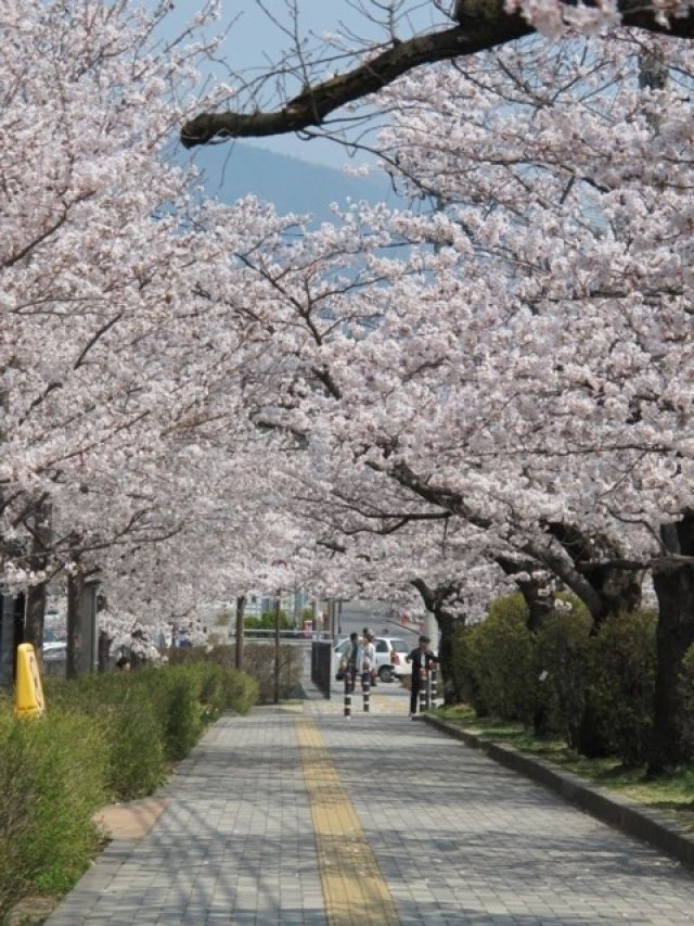 城山公園 長野県 の桜 花見特集22