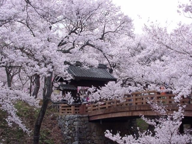 高遠城址公園の桜 花見特集22