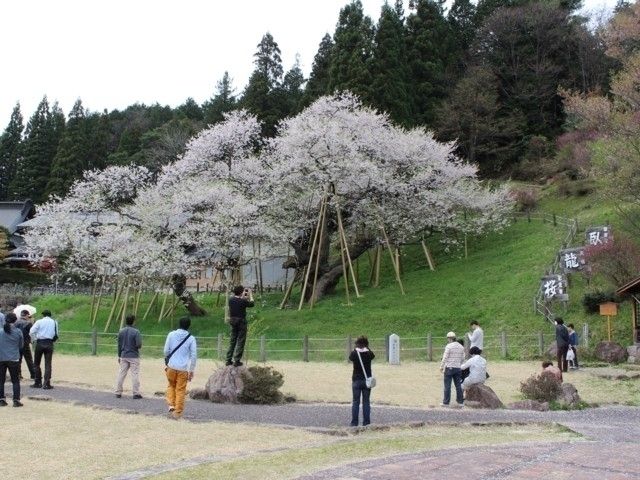 臥龍桜 花見特集22