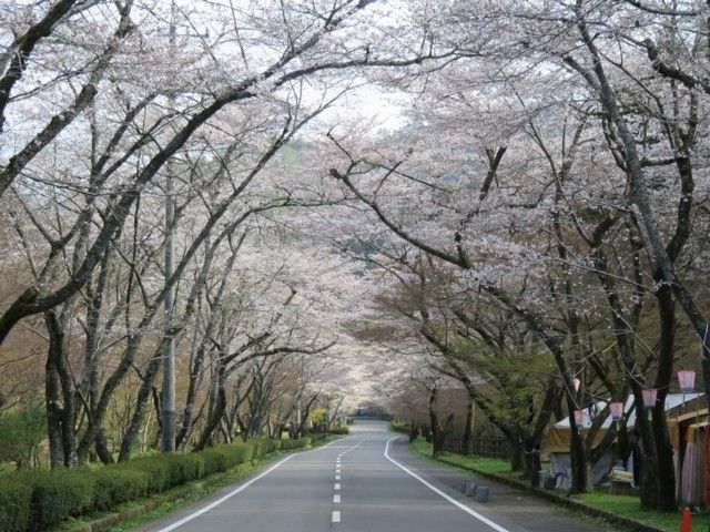 寺尾ヶ原千本桜公園の桜 花見特集22