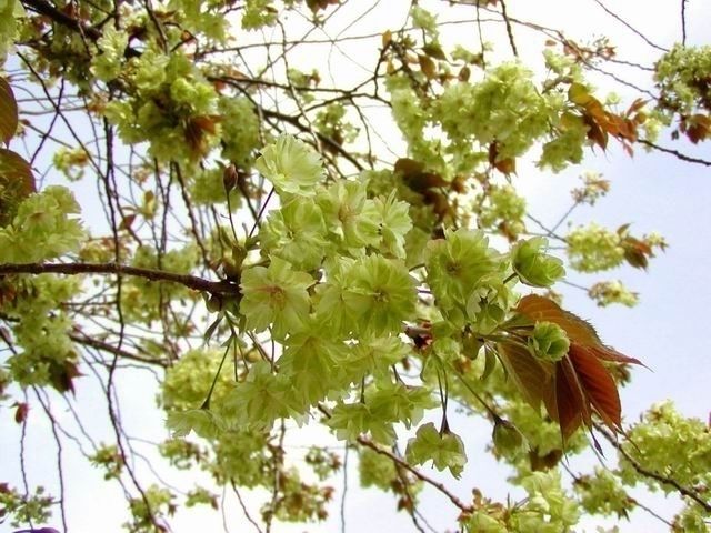 東山動植物園の桜 花見特集22