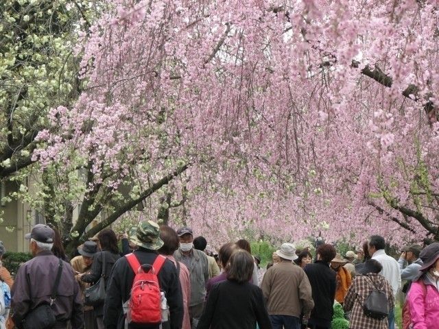 東谷山フルーツパークの桜 花見特集22
