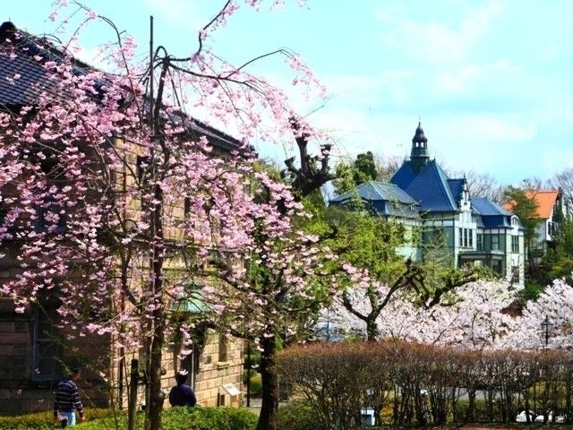 博物館 明治村の桜 花見特集22