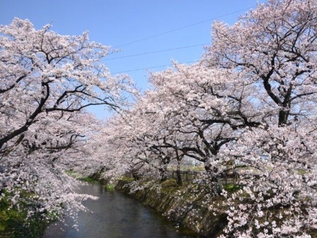 五条川の桜並木 花見特集22
