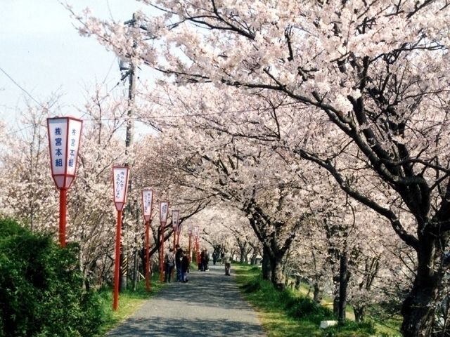 宮川堤の桜 花見特集22