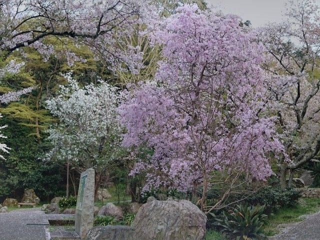 長等公園の桜 花見特集22