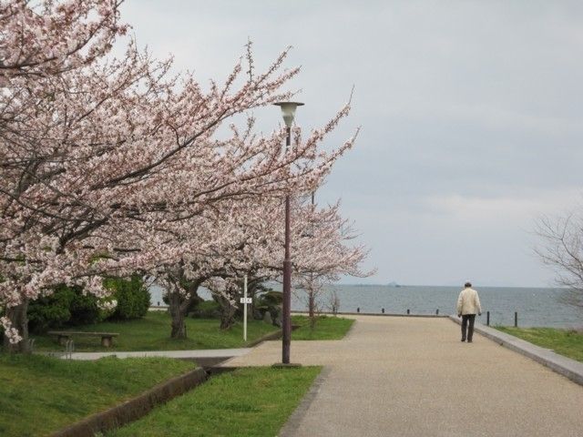 豊公園の桜 花見特集22