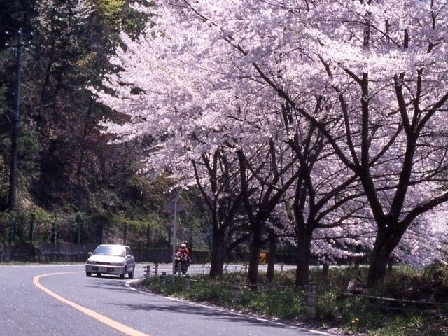 奥琵琶湖パークウェイの桜 花見特集22