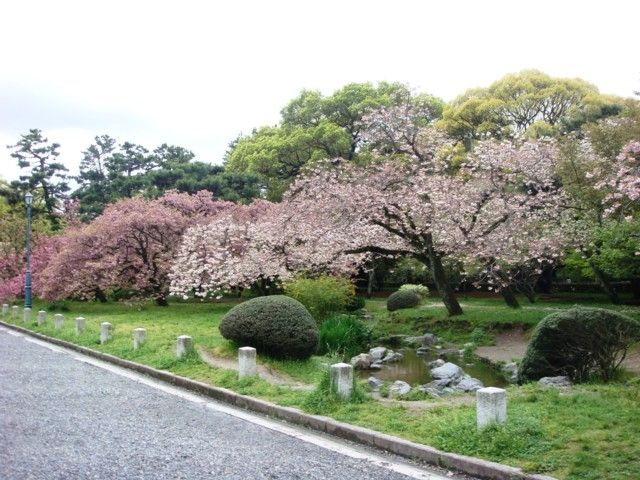 京都御苑の桜 花見特集22