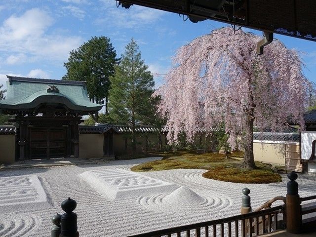 高台 寺 桜