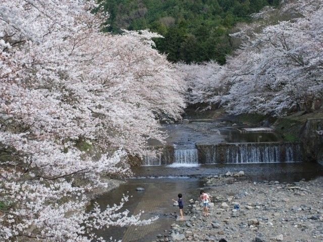 七谷川 和らぎの道 の桜 花見特集22