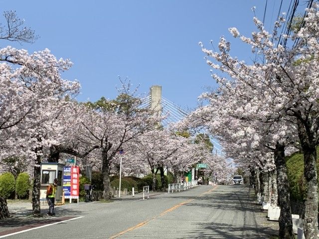 五月山緑地の桜 花見特集22