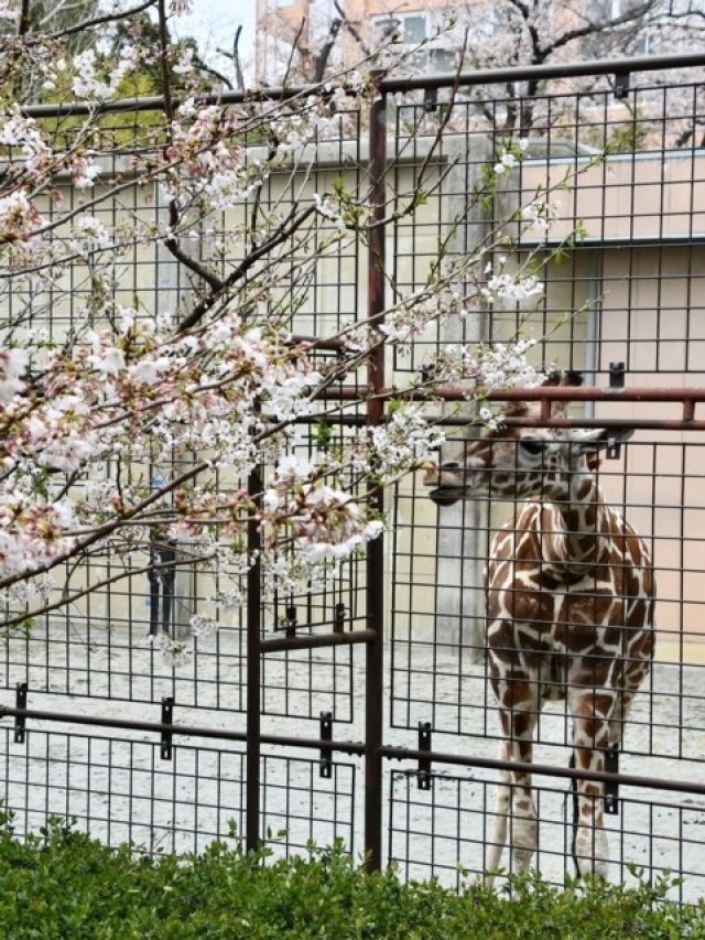神戸市立王子動物園の桜 花見特集22