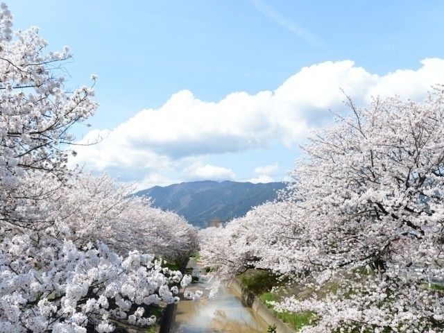 高田千本桜 花見特集22
