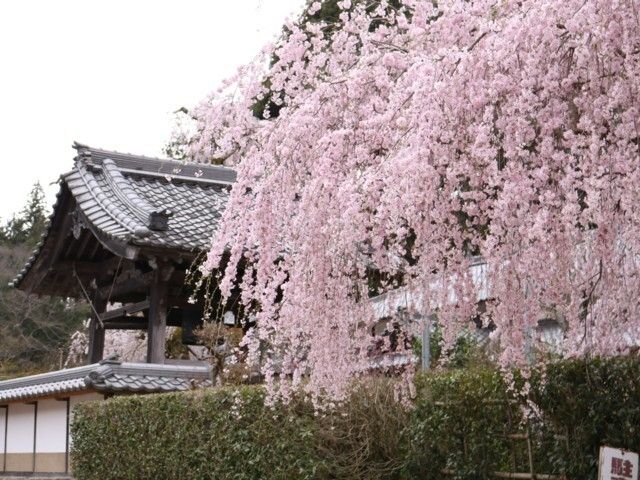 大野寺のしだれ桜 花見特集22