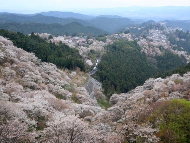 関西 桜 開花 予想 2022 関西の花見スポットと桜の開花時期＜2022年（桜前線）＞