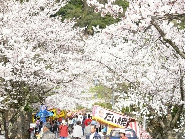 久松公園の桜 花見特集22