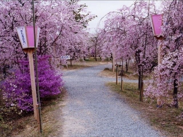 たけべの森公園の桜 花見特集22