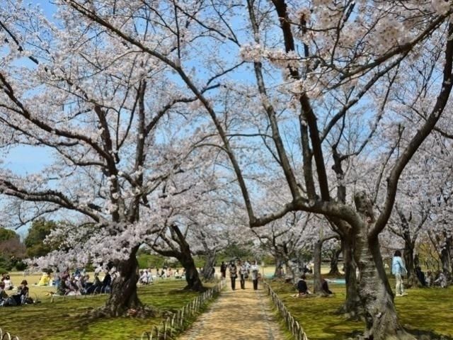 岡山後楽園の桜 花見特集22