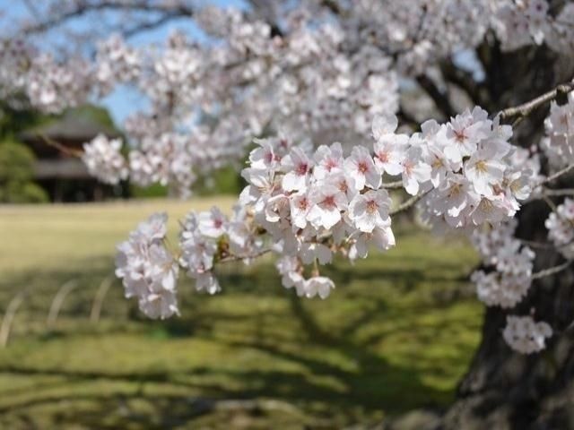 岡山後楽園の桜 花見特集22