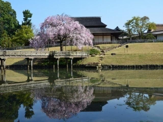 岡山後楽園の桜 花見特集22