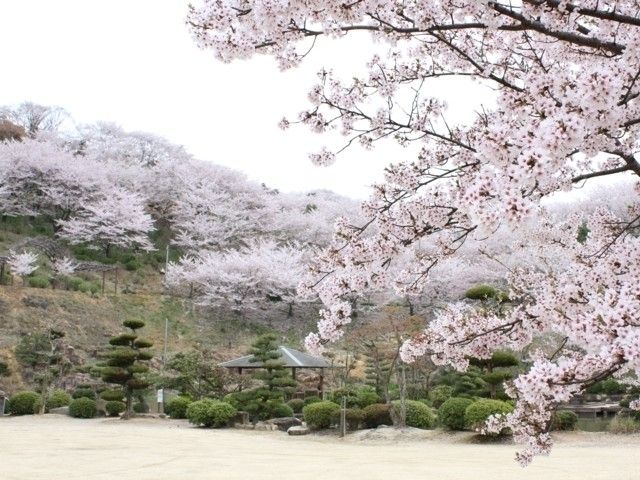 種松山公園西園地の桜 花見特集22