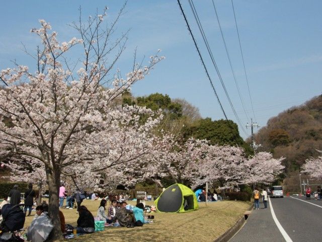 みやま公園の桜 花見特集22