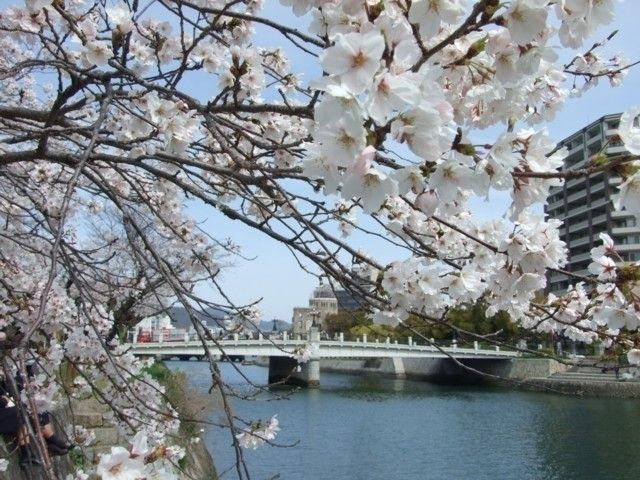 平和記念公園の桜 花見特集22