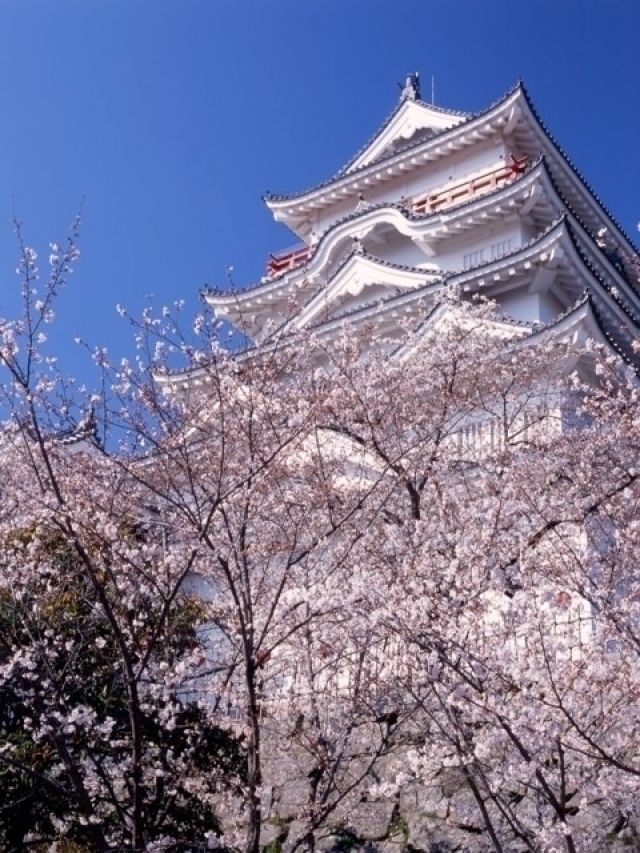 福山城公園の桜 花見特集22