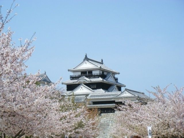 城山公園 愛媛県 の桜 花見特集22
