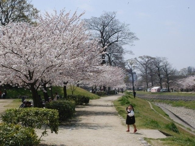 石手川緑地の桜 花見特集22